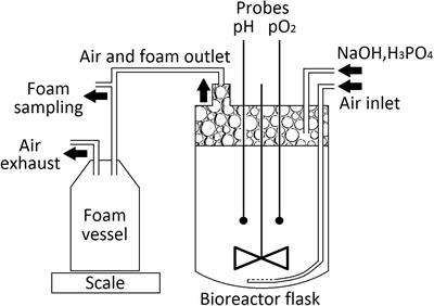 Development of a Bioprocess for the Production of Cyclic Lipopeptides Pseudofactins With Efficient Purification From Collected Foam